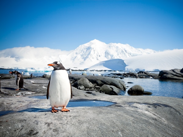 Penguin with Antarctic Landscape.