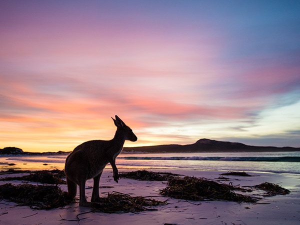 Kangaroo at Lucky Bay Cape Le Grand National Park, part of the AAT Kings experience in Western Australia
