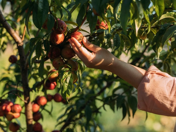 Woman picking a peach from the tree
