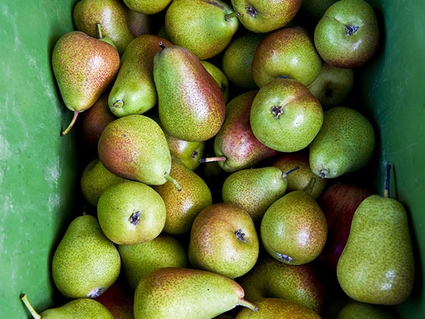 Fresh green pears from Willunga Farmers Market