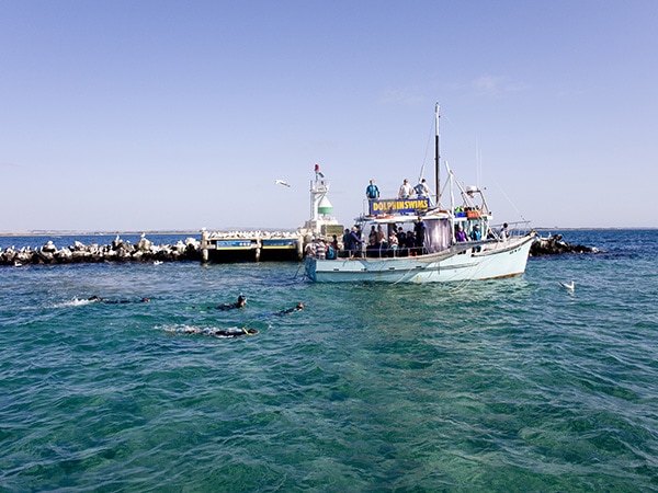 Sea All Dolphin Swims, Queenscliff, Geelong, VIC, Australia