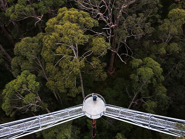 Valley of the Giants Tree Top Walk_Image Credit Tourism Western Australia, part of the AAT Kings experience