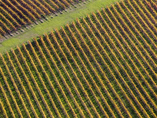 Vineyard Margaret River, Western Australia, part of the AAT Kings experience