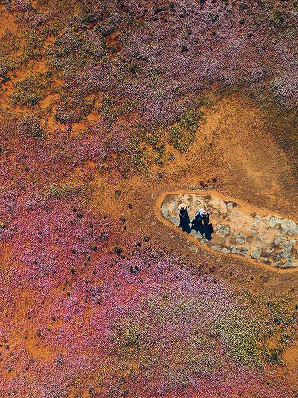 Wildflowers, Western Australia, part of the AAT Kings trip