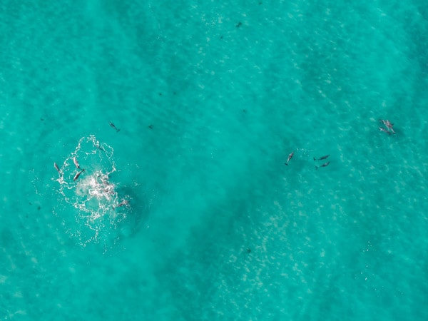 Pods of dolphins in Yamba