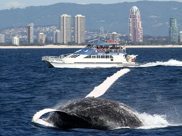 Whale watching in the Gold Coast, Queensland, Australia