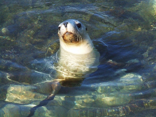 Seals in Houtman Abrolhos Islands, Coral Coast, WA