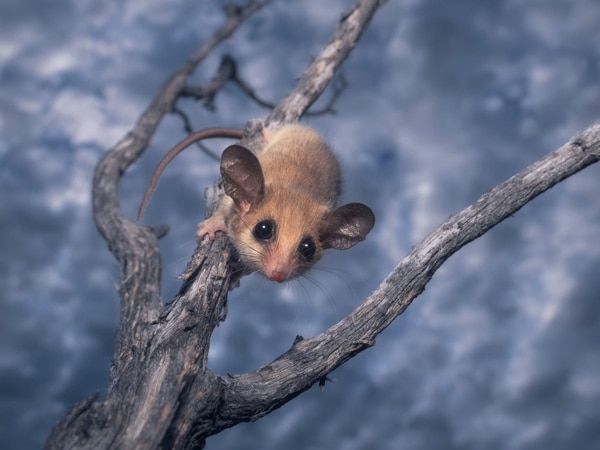 Pygmy Possum