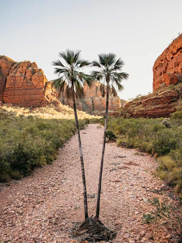 Palm trees, Bungle Bungle, Kunnunura, Kimberley, WA
