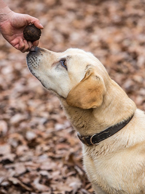 Truffle dog, Souther Forests, WA