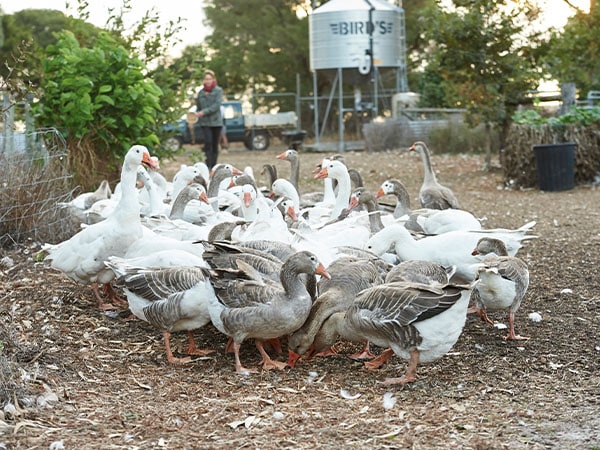 Burnside Organic Farm, South West, Western Australia