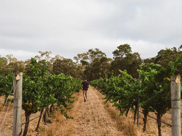 Vineyards, Blind Corner Wines, WA