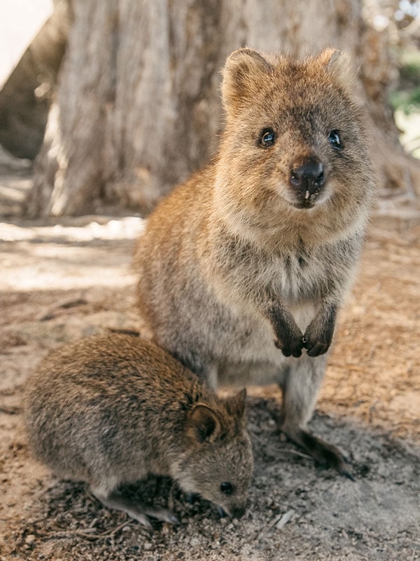 Quokka in Rottnest Island, Western Australia