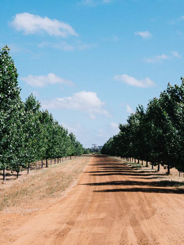 Blind Corner Vineyard