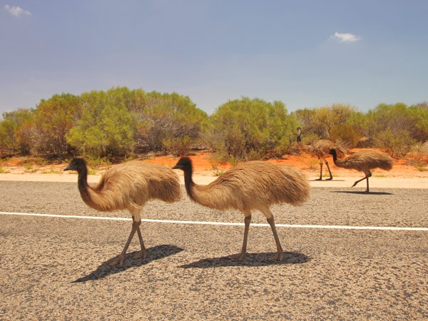 Emus in Coral Bay, WA