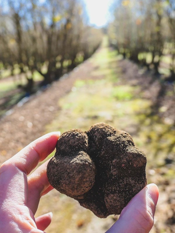 Truffles, Earn your vino events, Western Australia
