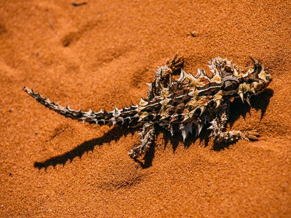 Echidna at the desert, Francois Peron National Park, WA