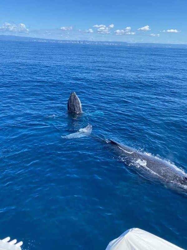 Boattime Luxury Whale Watching, Gold Coast, QLD Australia