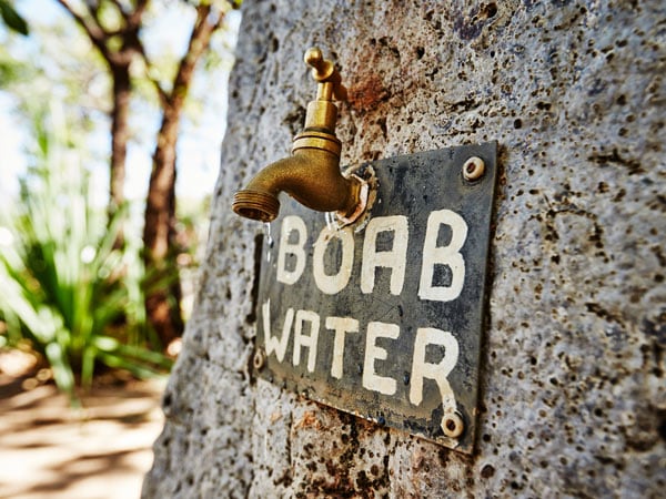 Boab Tree at Emma Gorge, Kimberley, Australia