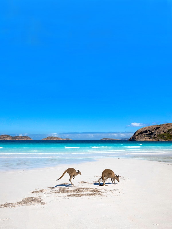 Lucky Bay, Western Australian Icon