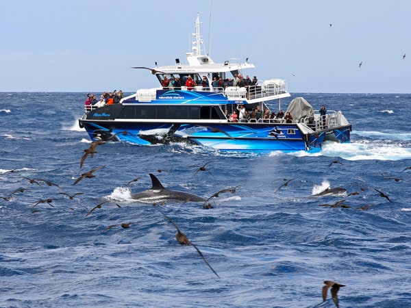 Orcas in Bremer Bay, WA Icon