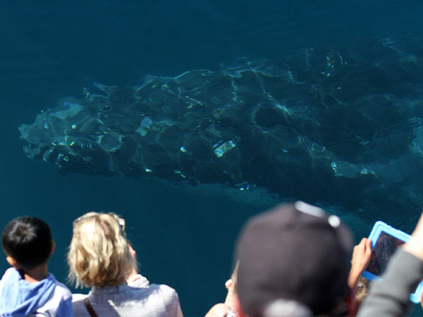 Whale watching, Gold Coast, QLD, Australia