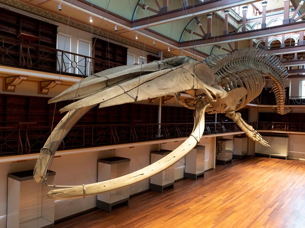 Whale skeleton, WA Museum, Perth, WA