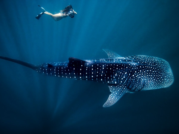 Whale shark at Ningaloo Marine Park, Coral Coast, WA