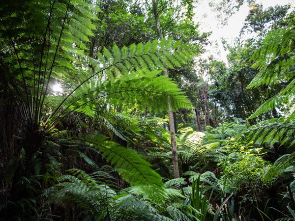 The Australian National Botanic Gardens. (Image: VisitCanberra)