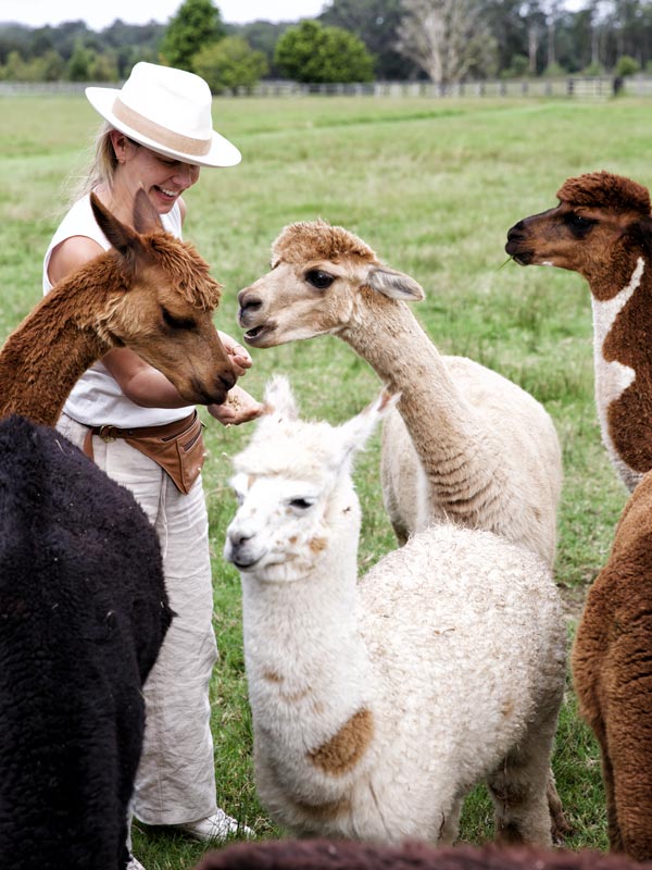 A woman feeds alpacas. (Image: Destination NSW)