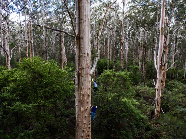 Climbing the Gloucester Tree in Gloucester National Park