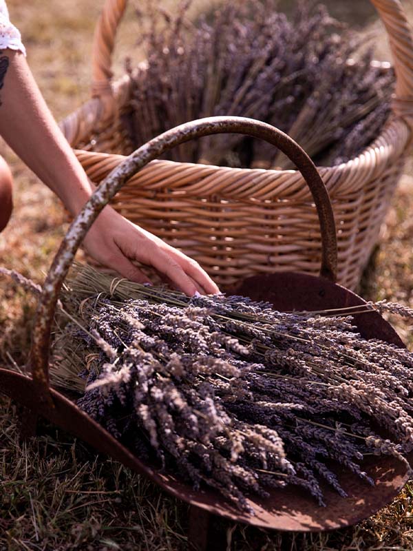 Lavender farm, Emu Bay, Kangaroo Island, SA, Australia