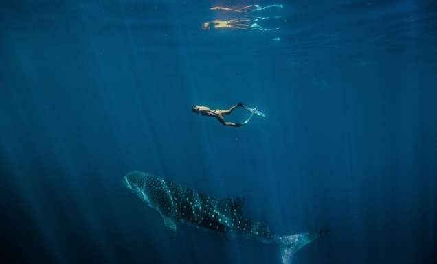 Female swimming with a Whale Shark (Rhincodon typus) at Ningaloo Marine Park. (Image: Tourism Western Australia)