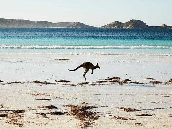 Kangaroo at Lucky Bay, Cape Le Grand National Park, The Golden Outback, Western Australia