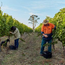Witcher Ridge Winery in Margaret River