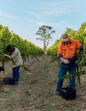 Witcher Ridge Winery in Margaret River