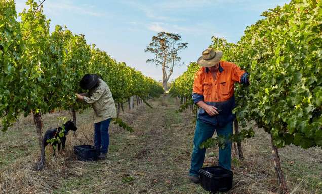 Witcher Ridge Winery in Margaret River