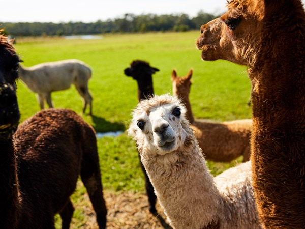 Resident alpacas at Iris Lodge Alpacas, Jilliby. (Image: Destination NSW)