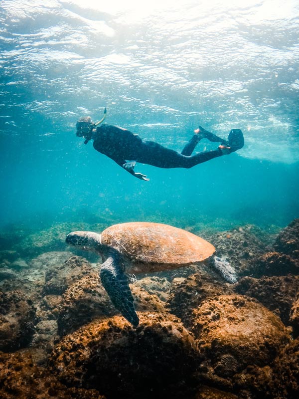 Snorkelling off Mudjimba Island with a turtle in the forefront. (Image: Visit Sunshine Coast)
