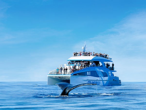 Sea World Whale Watching, Gold Coast, QLD, Australia