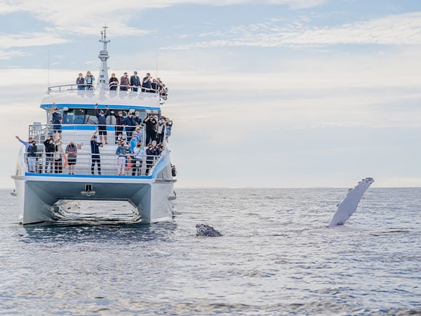 Whale watching, Gold Coast, Queensland, Australia