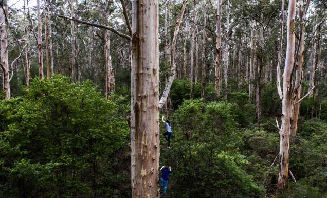 Exploring the Southern Forests, WA