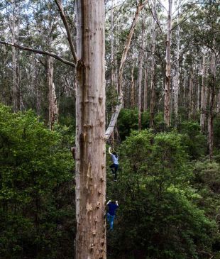 <p><i>A feast of experiences</i> in <strong>WA’s</strong> <strong>Southern Forests and Valleys</strong></p>
