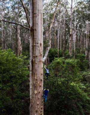Exploring the Southern Forests, WA