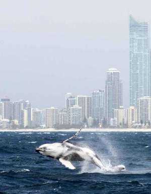 Whale watching, Gold Coast, QLD Australia