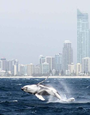 Whale watching, Gold Coast, QLD Australia
