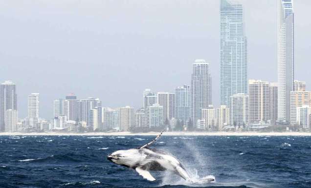 Whale watching, Gold Coast, QLD Australia