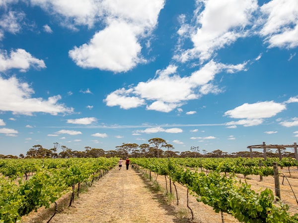 Walkers Hill Vineyard, The Golden Outback, Western Australia
