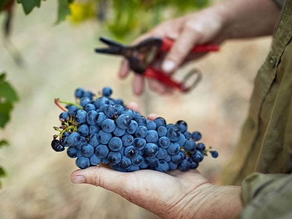 Grapes from Whicher Ridge, Margaret River