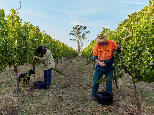 Pick and Sip at Whicher RIdge, Margaret River, WA